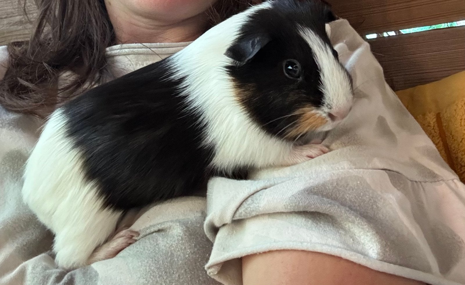 3 lieve cavias met veel spullen en hok, Dieren en Toebehoren, Januari, Mannelijk, Cavia