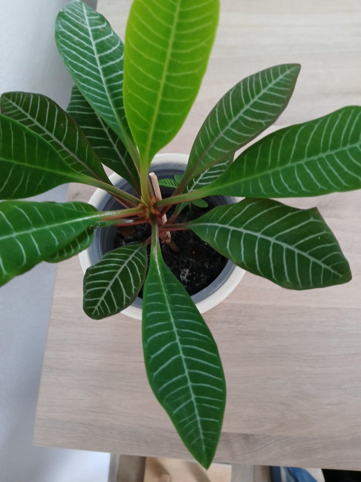Madagascar Jewel kamerplant. Ophalen, Huis en Inrichting, Ophalen, Halfschaduw, Minder dan 100 cm