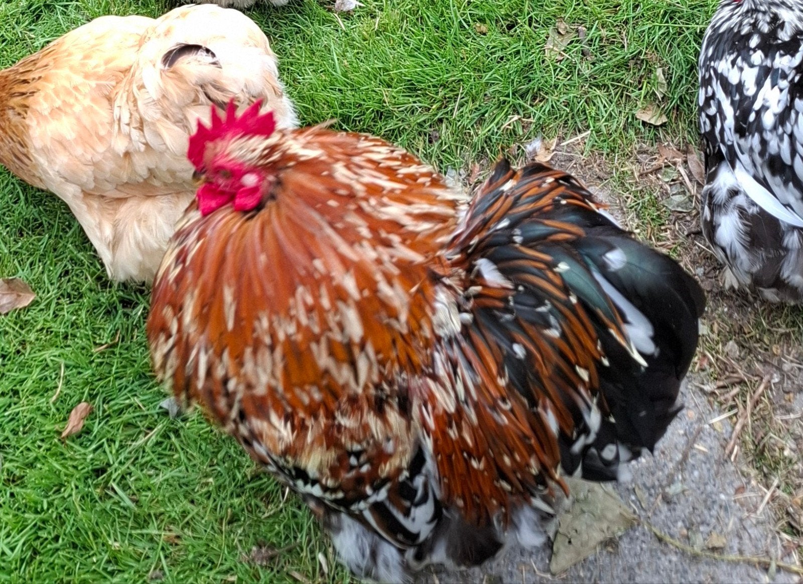 Cochin haantje. Vader en moeder aanwezig., Dieren en Toebehoren, Mannelijk, Kip