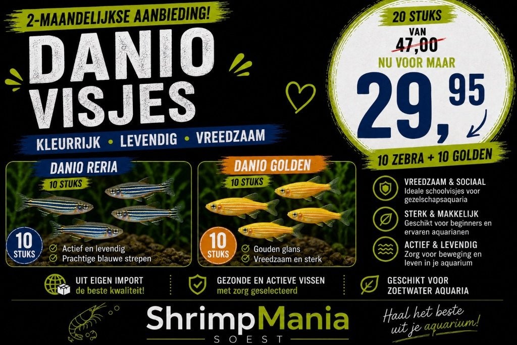 Aanbieding: 20 Stuks 2x10 Danio Zebra en de Golden, Dieren en Toebehoren, Vis, Zoetwatervis, Schoolvis