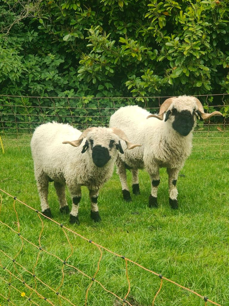 2 rammen walliser schwarznase, Dieren en Toebehoren, Schapen, Geiten en Varkens, Mannelijk, Schaap, 0 tot 2 jaar