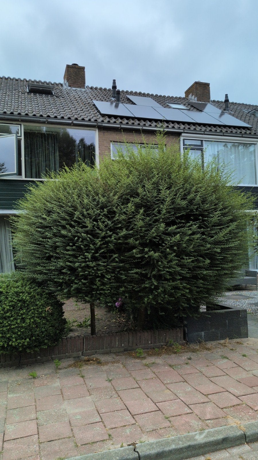 GRATIS Bomen en struiken – zelf uitgraven, Tuin en Terras, Planten | Bomen, Ophalen, Volle zon, Overige soorten