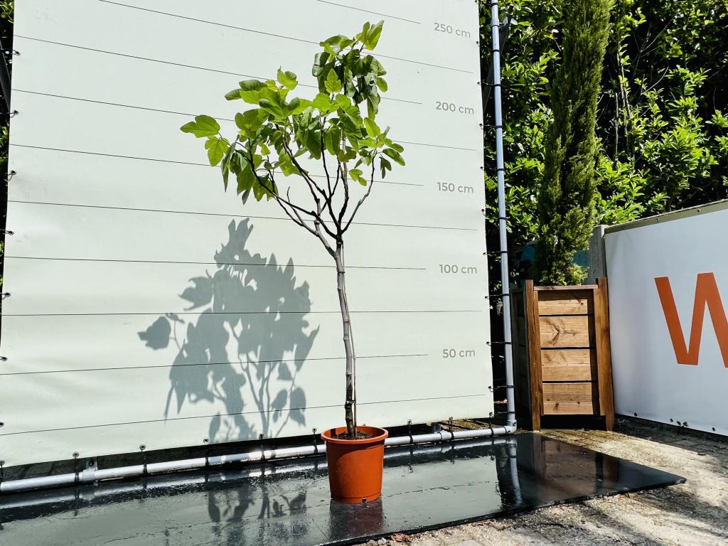 Vijgenboom - stamomvang 4-6 cm - zoete donkere vrucht, In pot, Halfschaduw, 100 tot 250 cm, Zomer