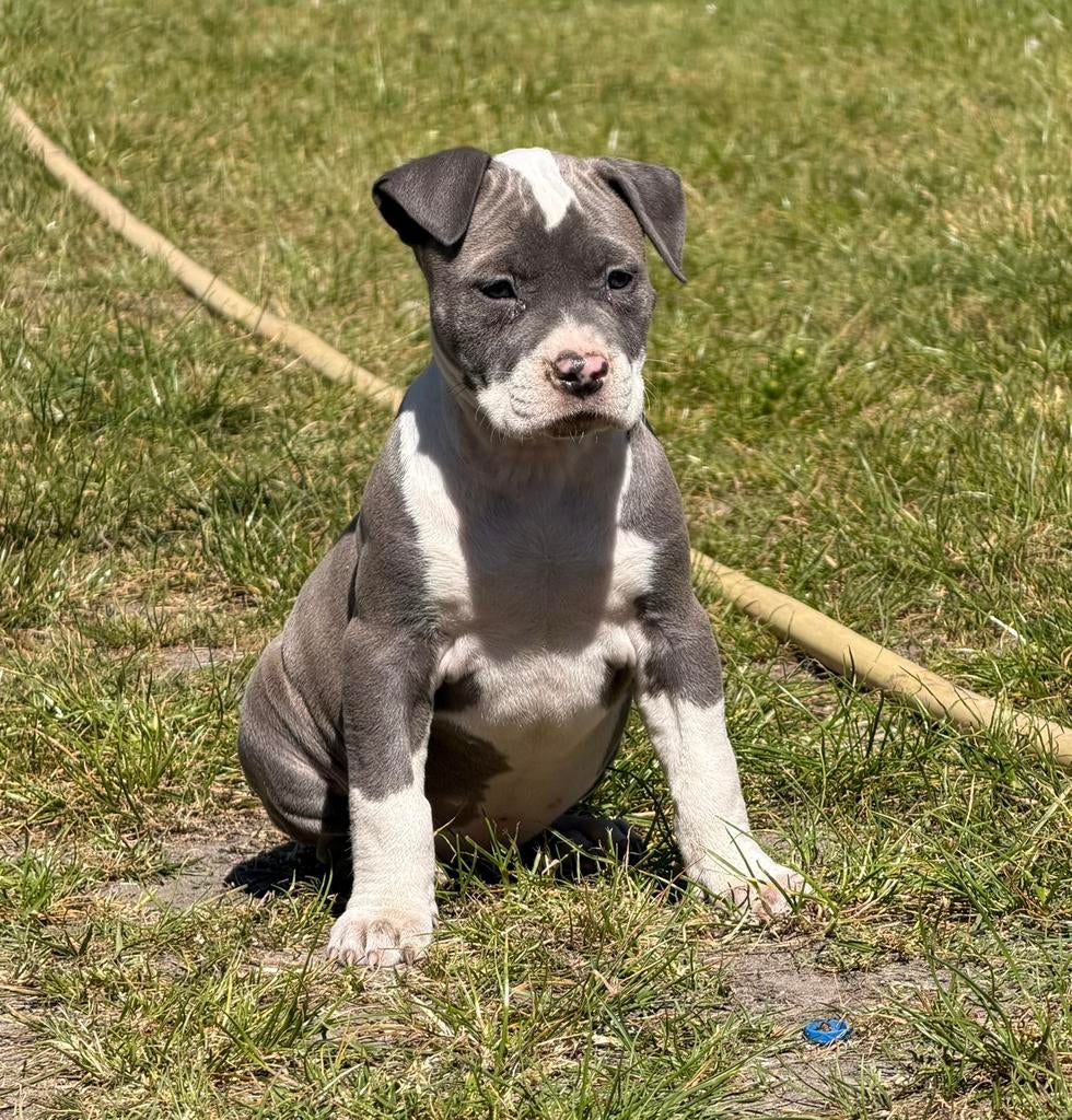 Amerikaans Stafford teefje !, Dieren en Toebehoren, Honden | Jack Russells en Terriërs, Meerdere dieren, American Staffordshire Terriër