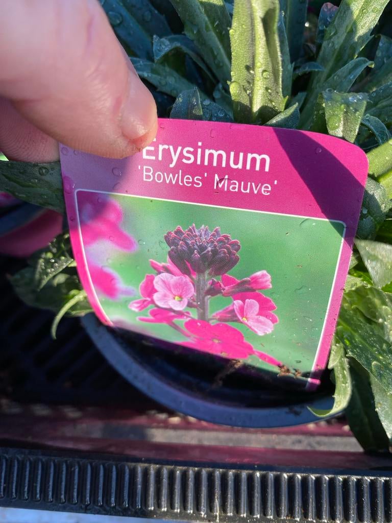 Erysimum 'Bowles Mauve' - Winterharde Muurbloem, Tuin en Terras, Volle zon, Vaste plant, Lente, Ophalen