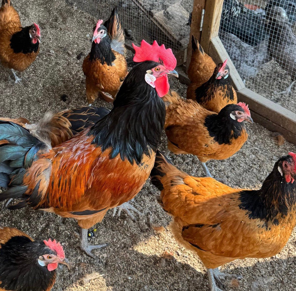 Toom vorwerk kriel  (haan en 5 hennen), Meerdere dieren, Kip
