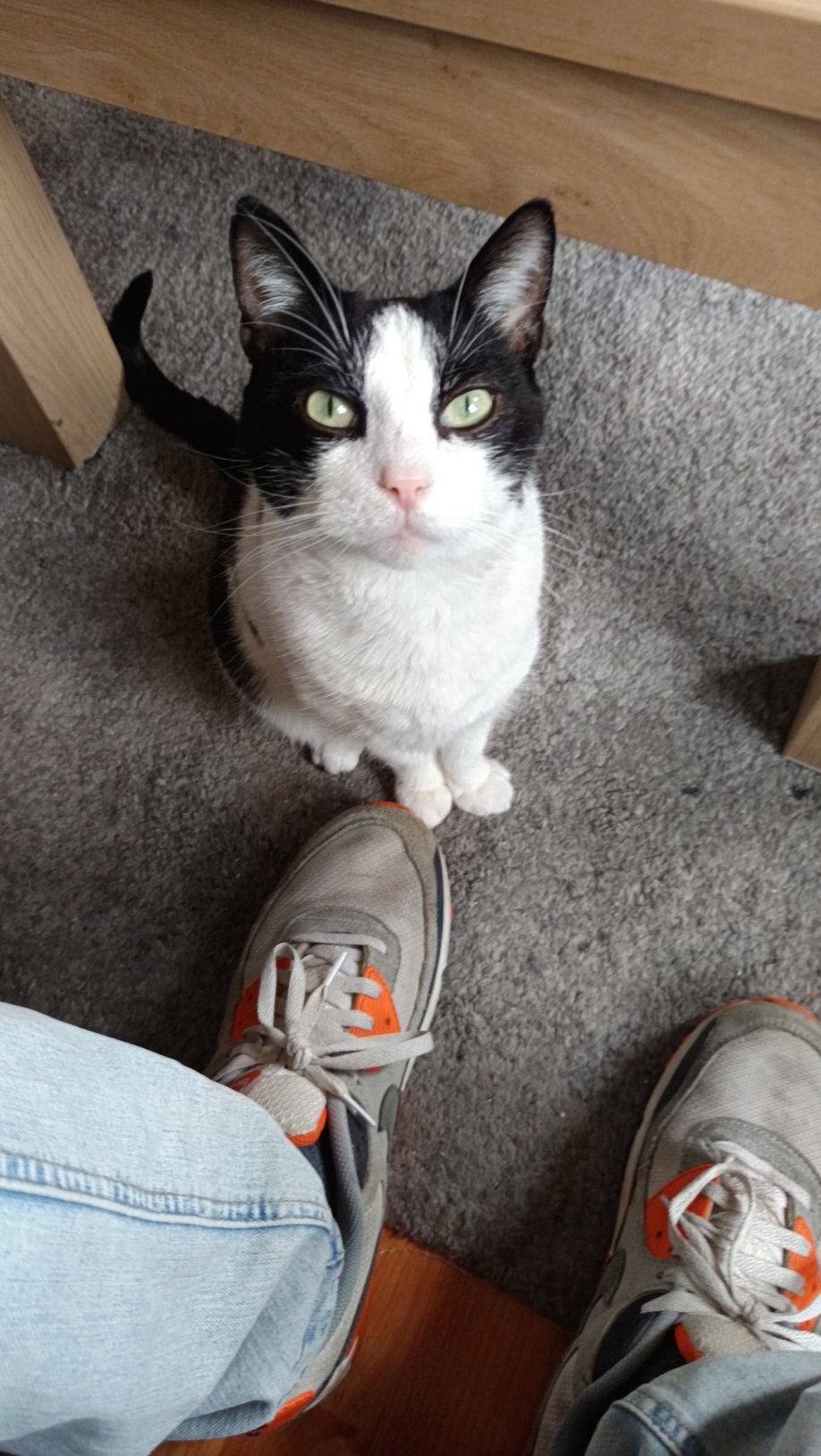 Katers zoeken nieuw huis, Dieren en Toebehoren, Kater
