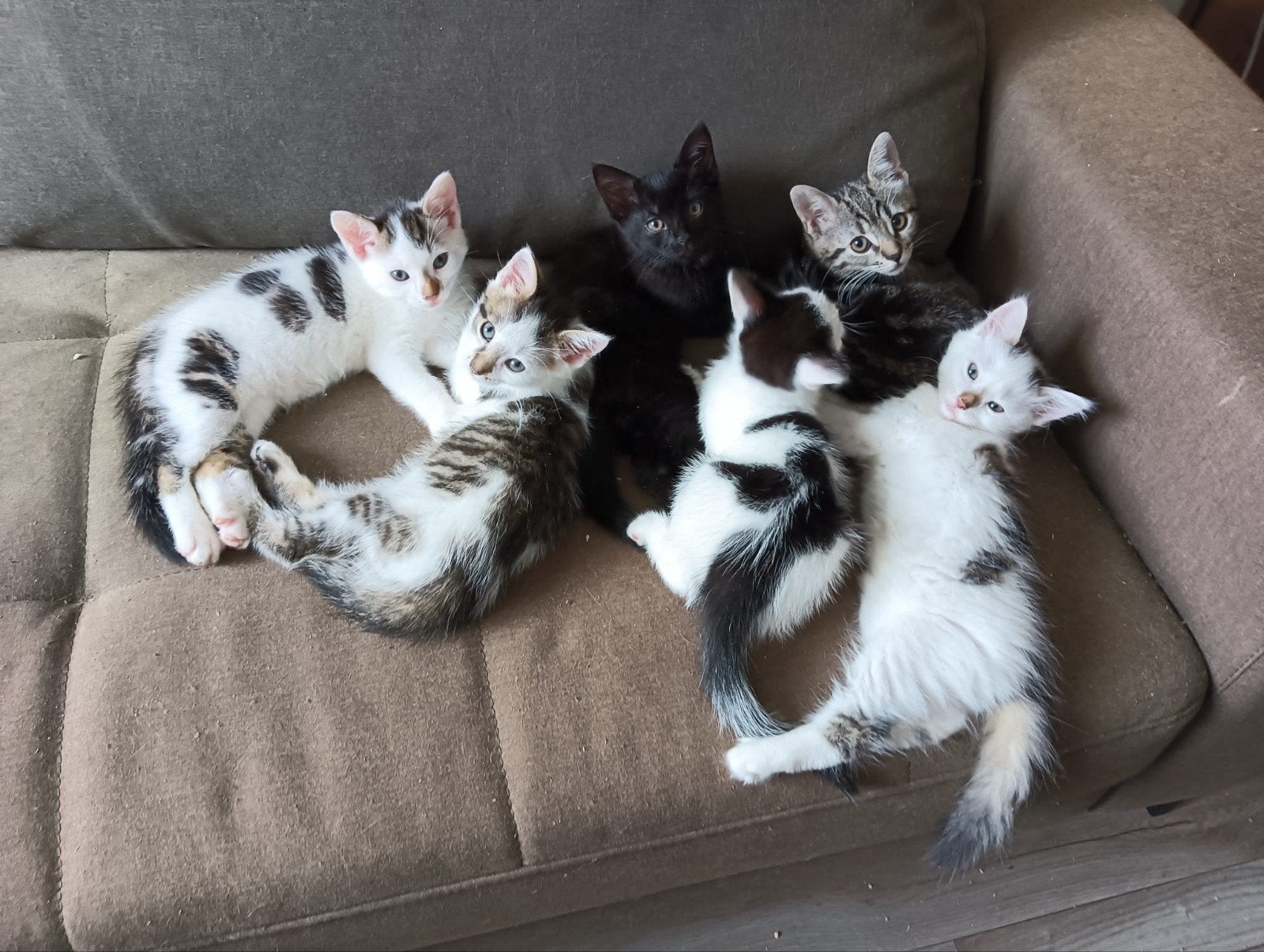 7 kittens te koop, Dieren en Toebehoren, Meerdere dieren, Kortharig, 0 tot 2 jaar