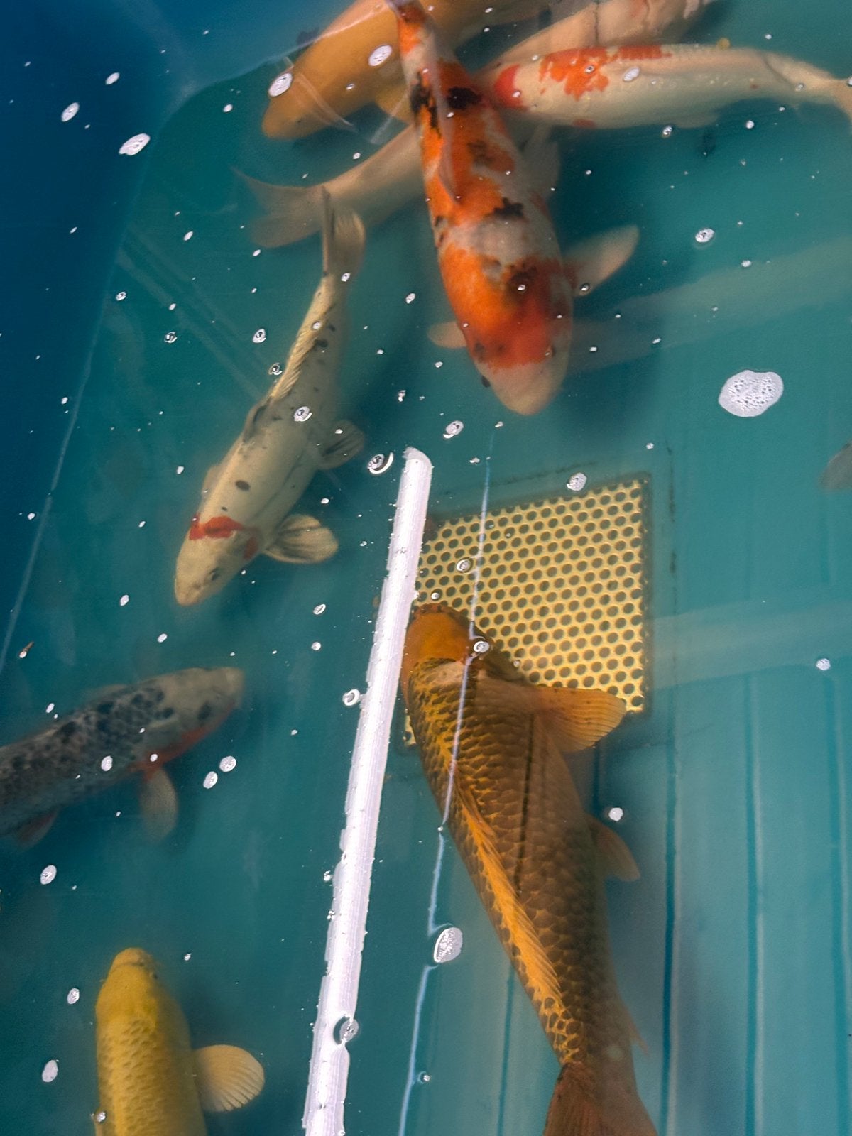 8 koi tot 65 cm, Karper of Koi