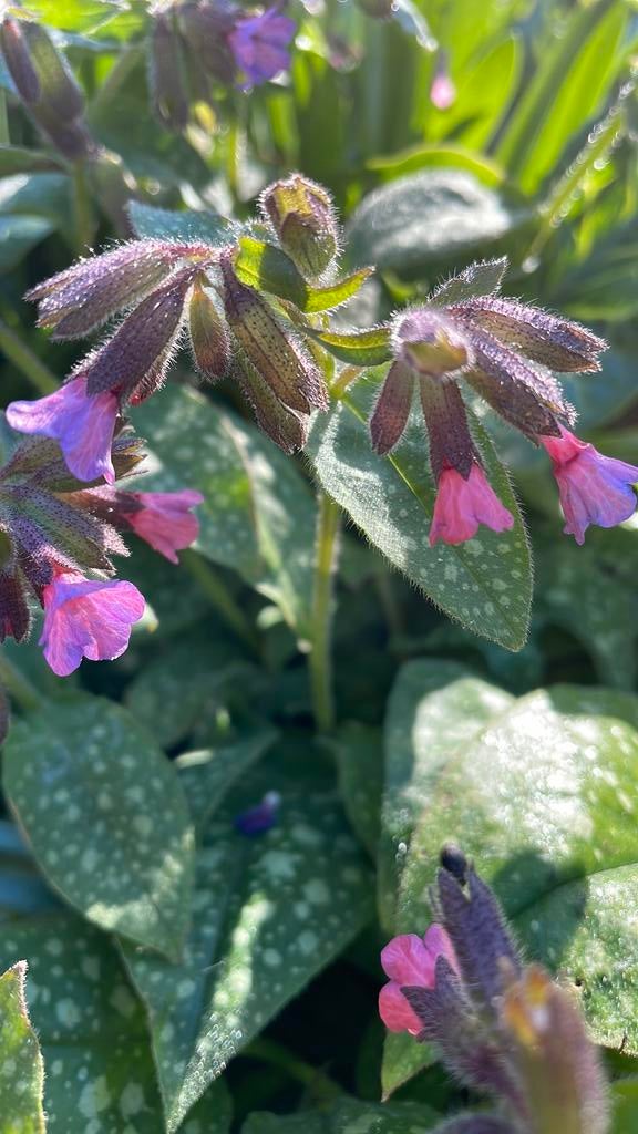 Longkruid stinsenplant pulmonaria  sacharata, Ophalen of Verzenden, Bodembedekkers, Halfschaduw