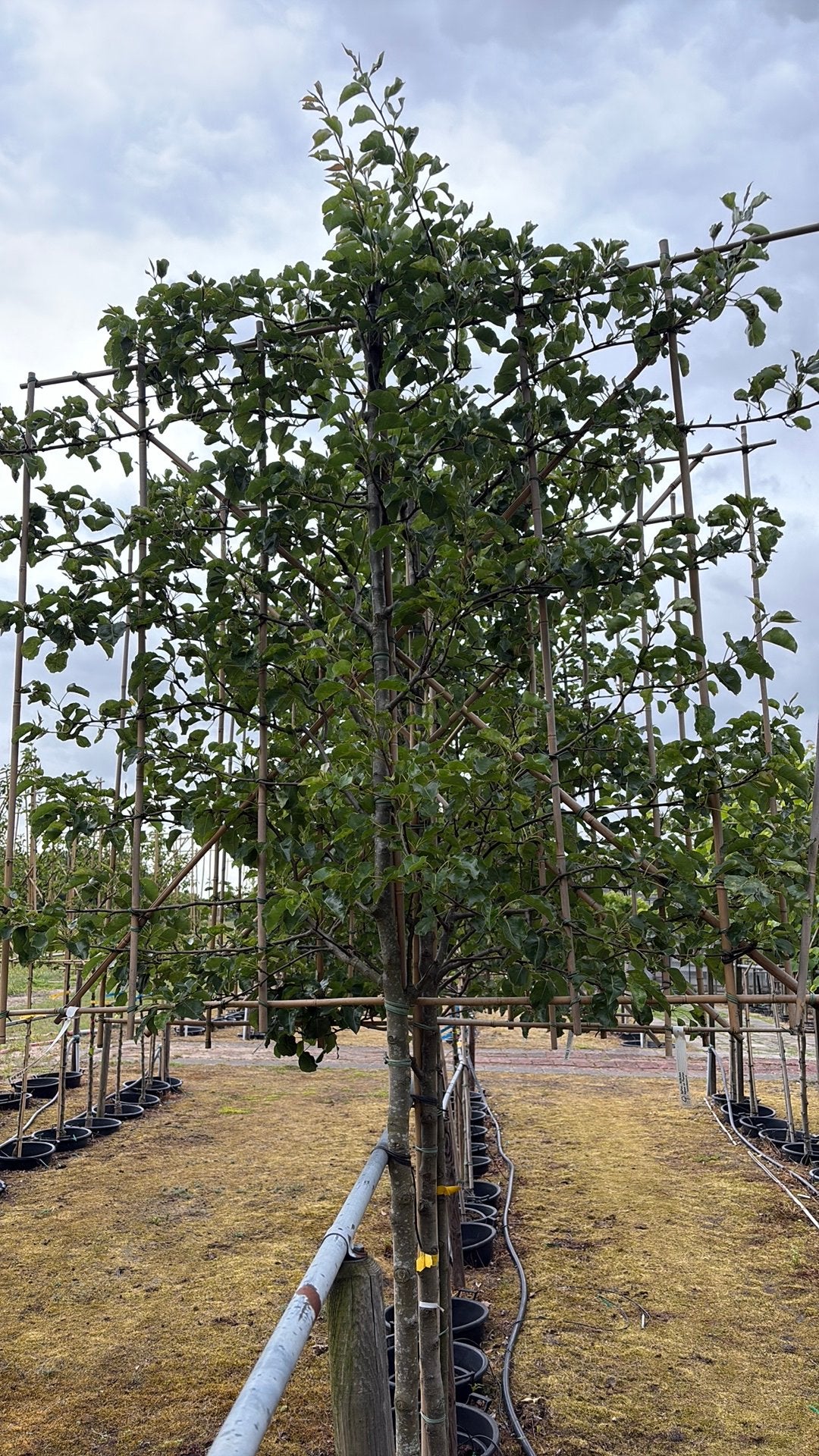 Lei jaargetijdenboom, Ophalen, Volle zon, Leiboom