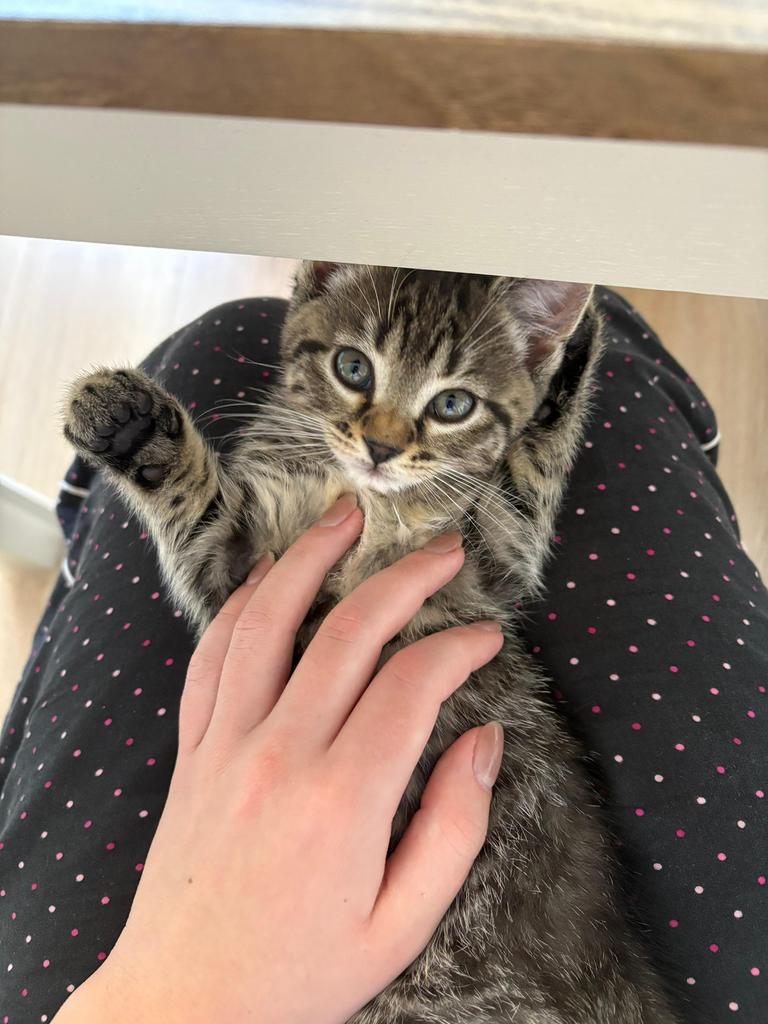 Kitten Domestic & British Shorthair mix, Dieren en Toebehoren, Katten en Kittens | Raskatten | Korthaar, Kater, Ontwormd, 0 tot 2 jaar