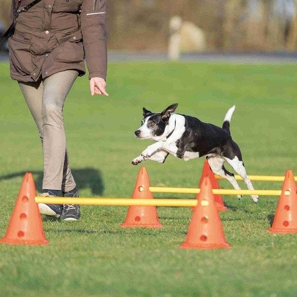 Agility voor de hond, Trixie, Ophalen, Zo goed als nieuw, Overige typen