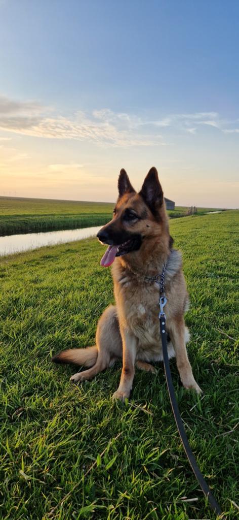 Te koop lieve duitse herder hond, 6 jaar of ouder, Reu, Eén hond, Herder