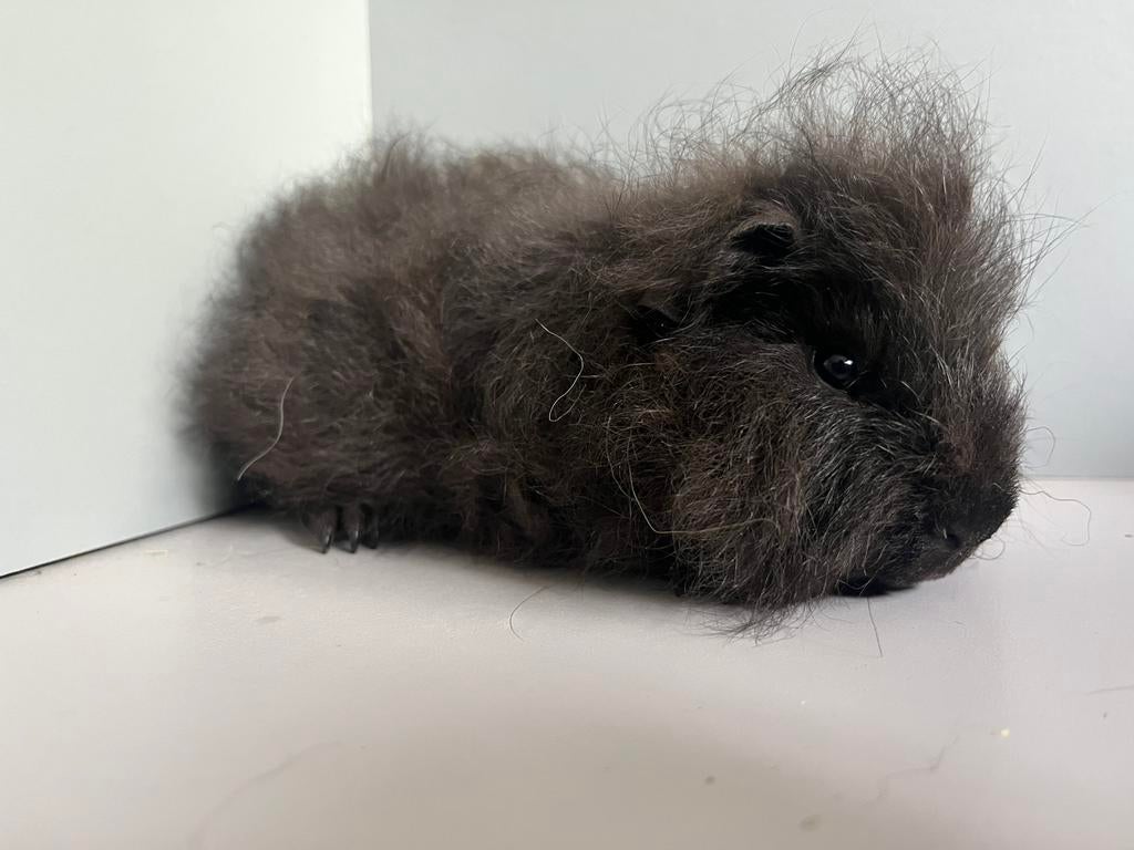 Ch teddy cavia beertje, Mannelijk, Tam, Maart, Cavia