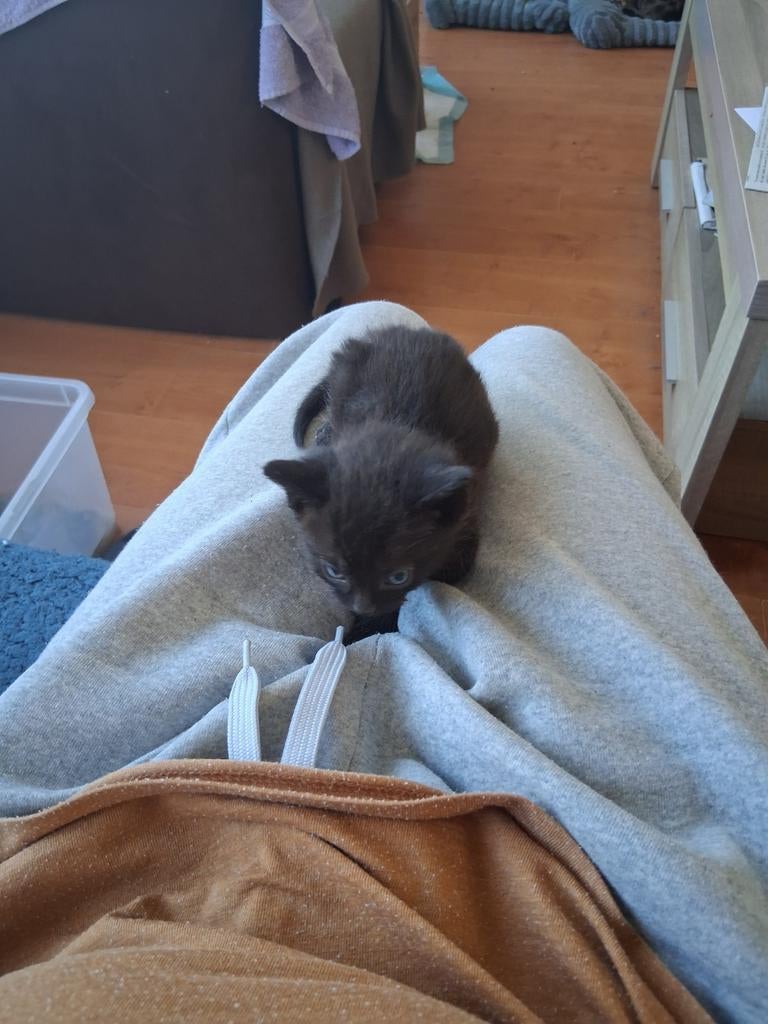 Kittens, Dieren en Toebehoren, Katten en Kittens | Overige Katten