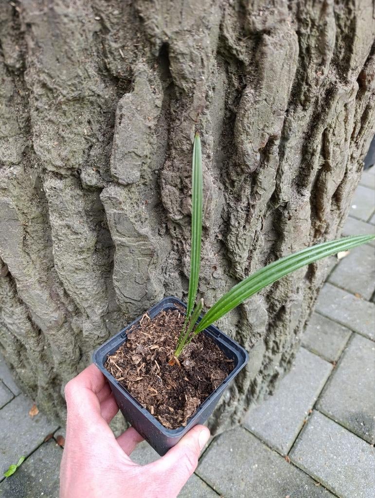 Trachycarpus princeps, Ophalen of Verzenden, Overige soorten, Volle zon