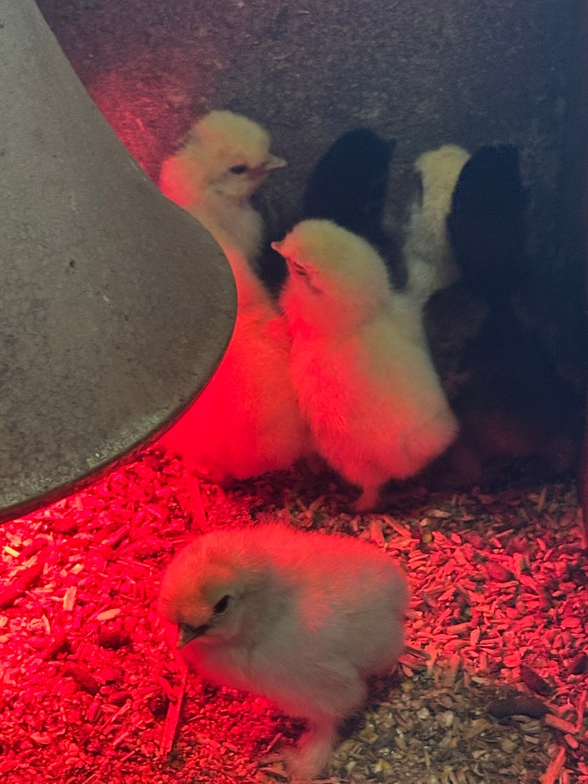 Kippenkuikentjes voor onder de lamp., Dieren en Toebehoren, Geslacht onbekend, Kip