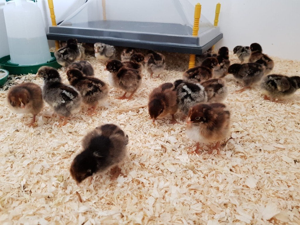Barnevelder kriel kippen kuikens | Gesekst en Ingeënt, Dieren en Toebehoren, Pluimvee, Vrouwelijk, Kip