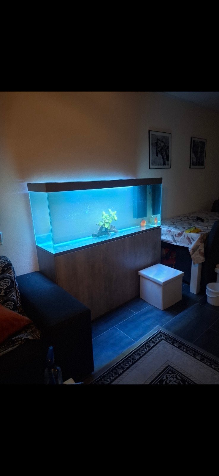 Aquarium 1.50 cm plus discussen, Dieren en Toebehoren, Vis