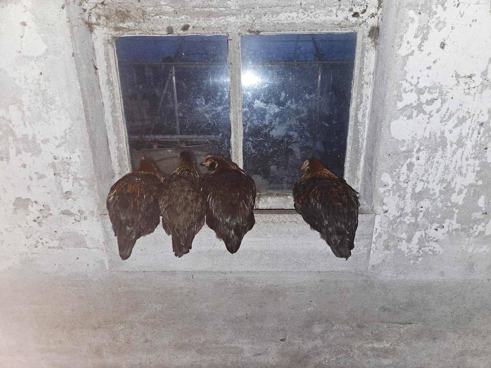 3 hanen van 4 maanden oud., Mannelijk, Kip