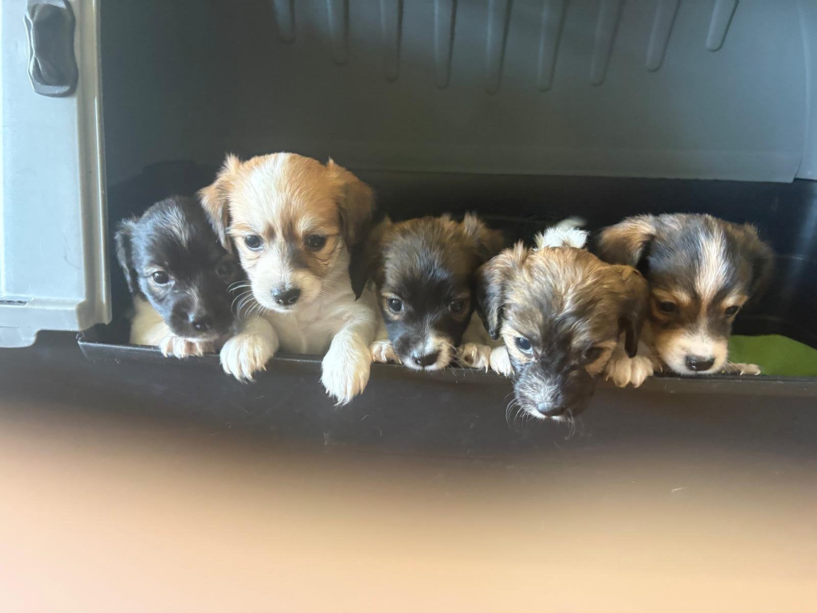 Jack Russellpups, Jack Russell Terriër, 8 tot 15 weken, Parvo, Meerdere dieren