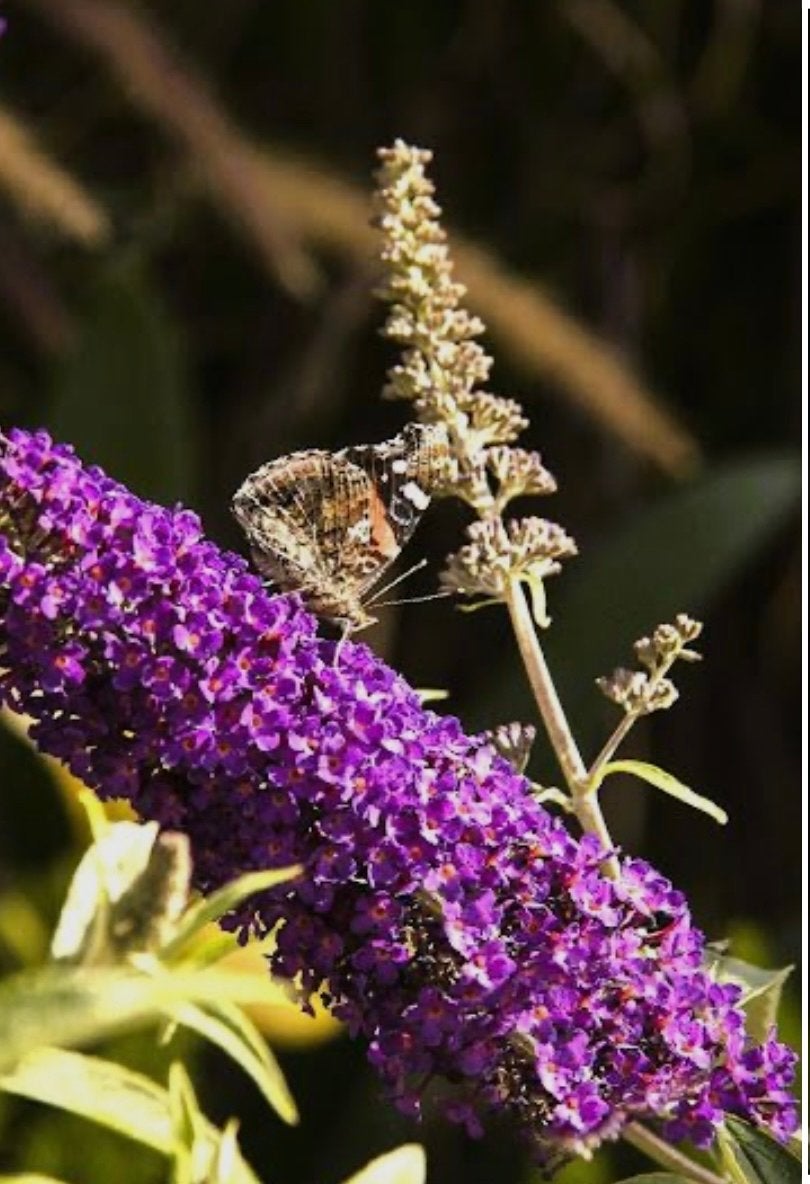 Vlinderstruiken - Trekt vlinders aan!, Volle zon, Vaste plant, Zomer, Ophalen