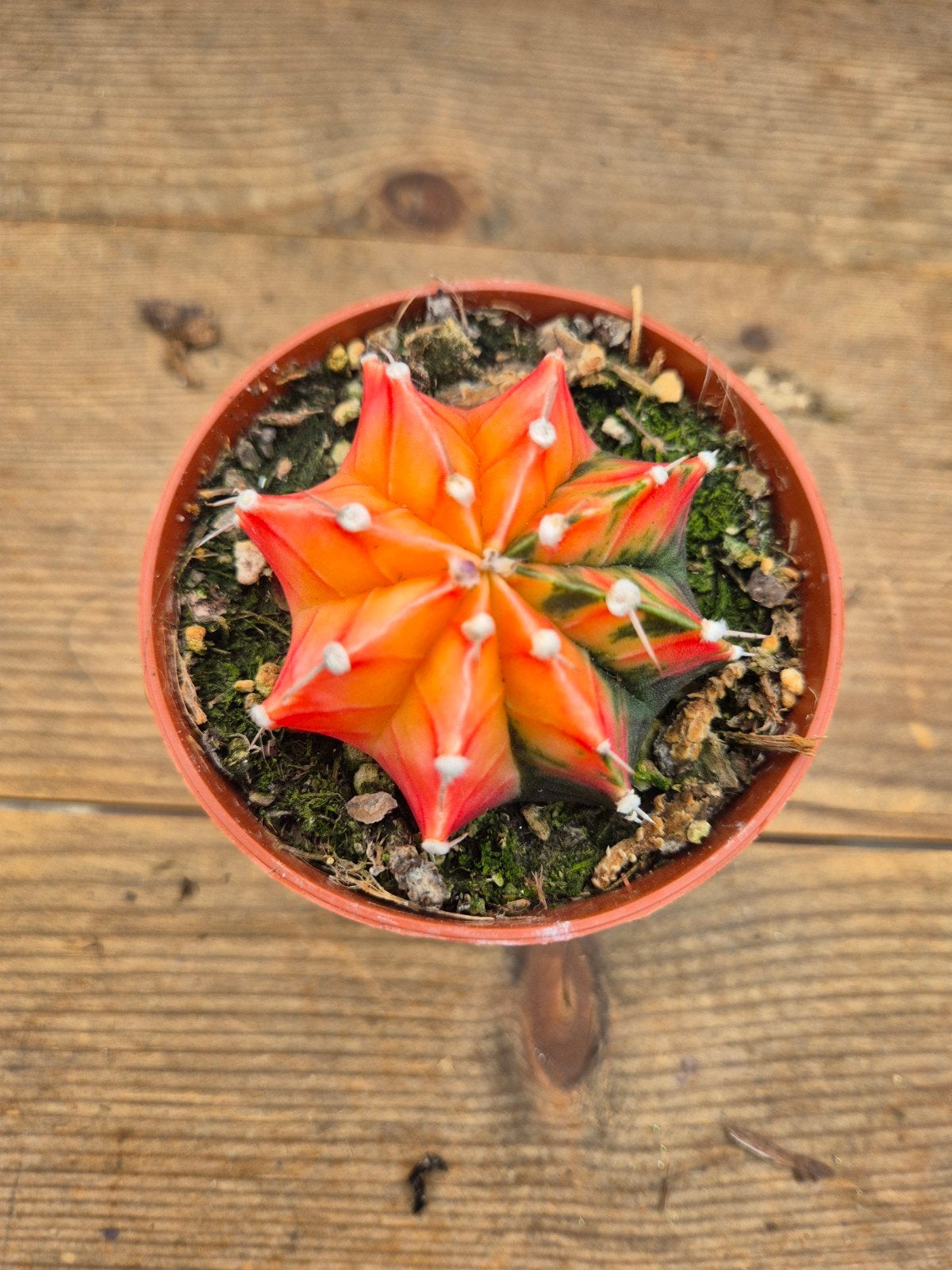 Cactus Gymnocalycium Mihanovichii p8 (10), Ophalen of Verzenden, Cactus, Volle zon, Minder dan 100 cm