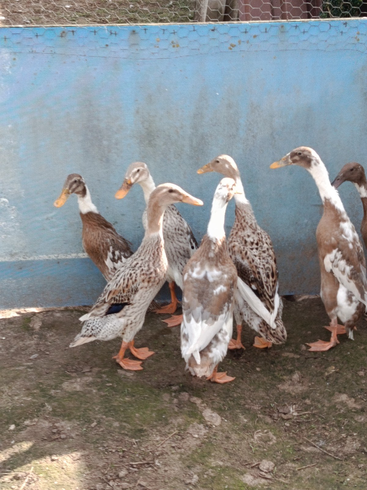 Gegarandeerd vrouwelijke Indische loopeenden te koop, Dieren en Toebehoren, Vrouwelijk, Eend