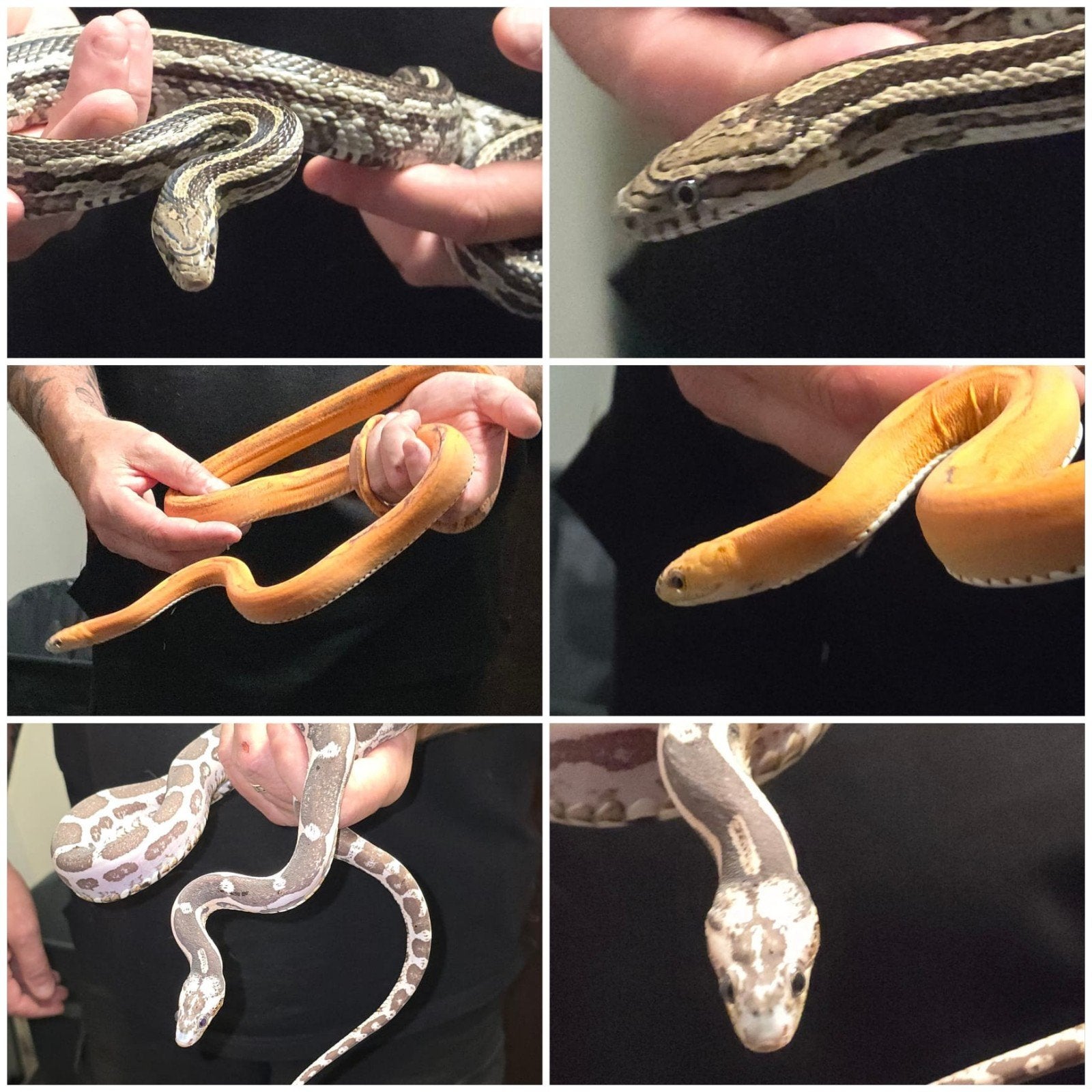 scaleless rattenslangen kweek project, 0 tot 2 jaar