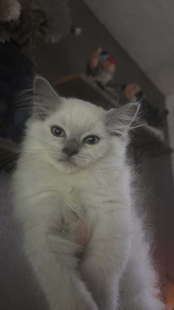 Lieve en sociale kittens Ragdolls  (Blue Point & Blue Mink), Meerdere dieren, Gechipt, 0 tot 2 jaar