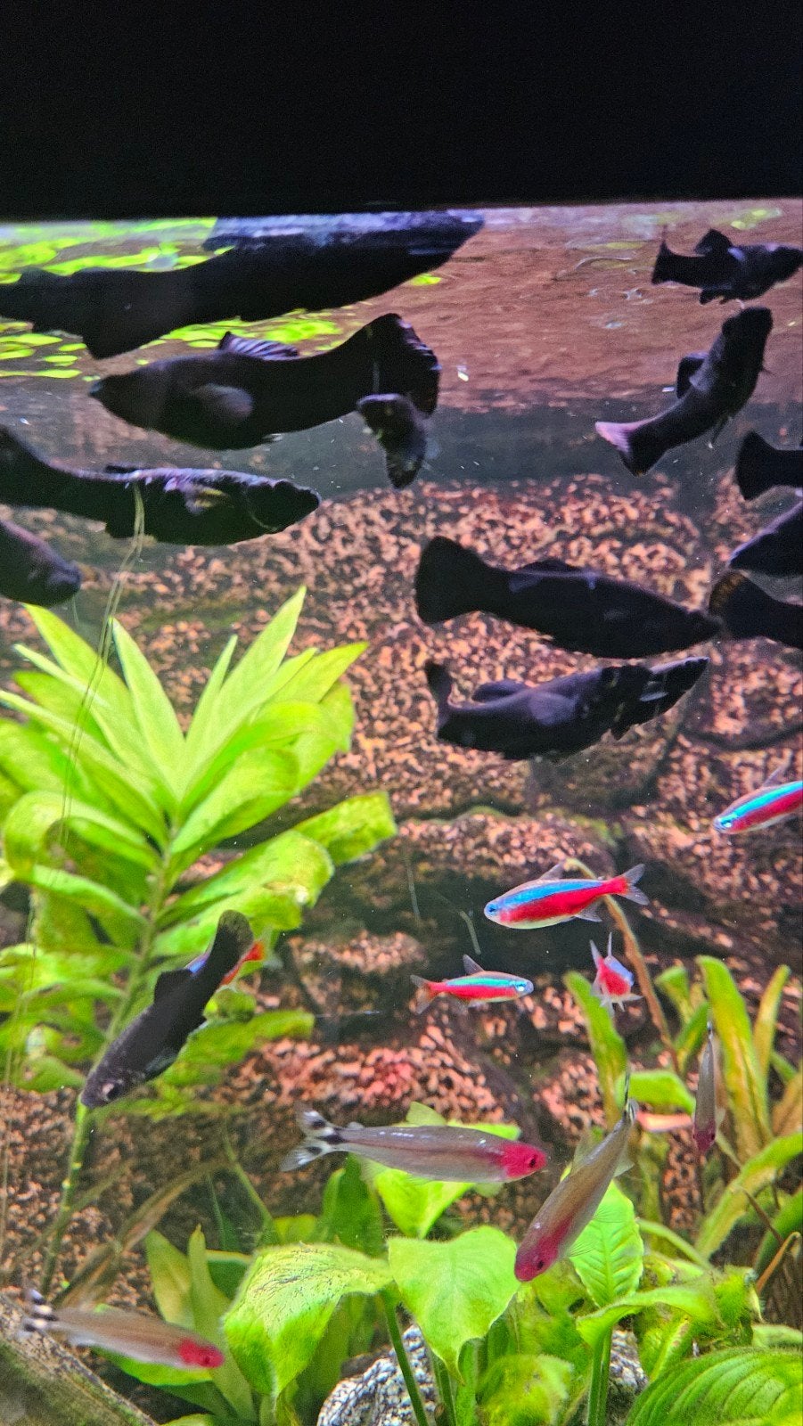 Black molly's, Vis