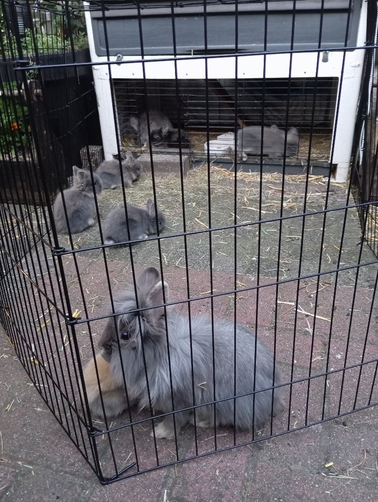 Konijntjes, Dieren en Toebehoren, Konijnen, Meerdere dieren, Klein, 0 tot 2 jaar