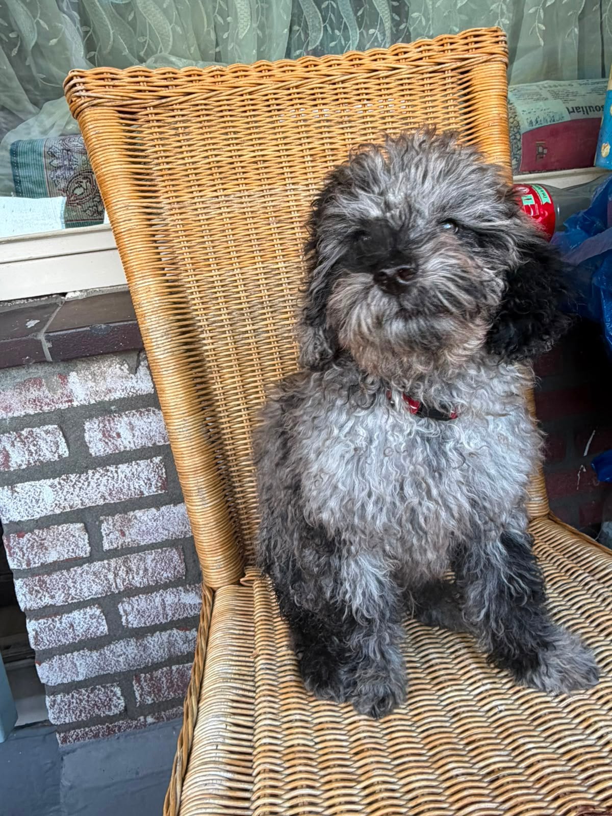Puppy Toy poedel 3 maanden oud zoek een zorgzaam baas nodig, Poedel, Reu, 8 tot 15 weken, Parvo