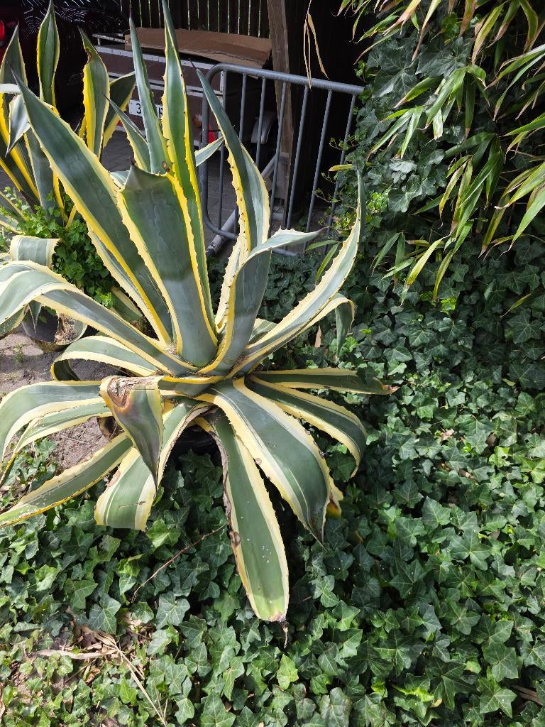 Tuinen, Tuin en Terras, Planten | Tuinplanten, Vaste plant, Overige soorten, Volle zon, Bloeit niet, Ophalen of Verzenden