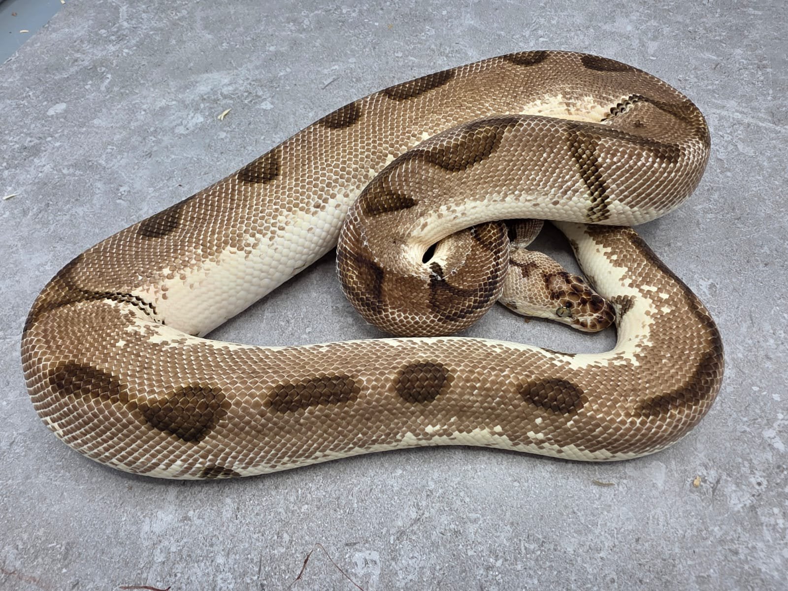 Kweekman Enchi Yellow Belly Clown het Pied koningspython Ball Python - unknown for sale from willems