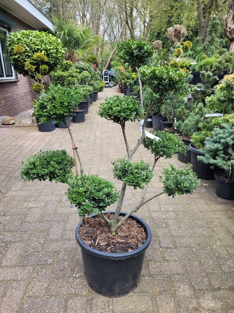 Ilex Crenata Vormsnoei - Mooie Exemplaren, Ophalen