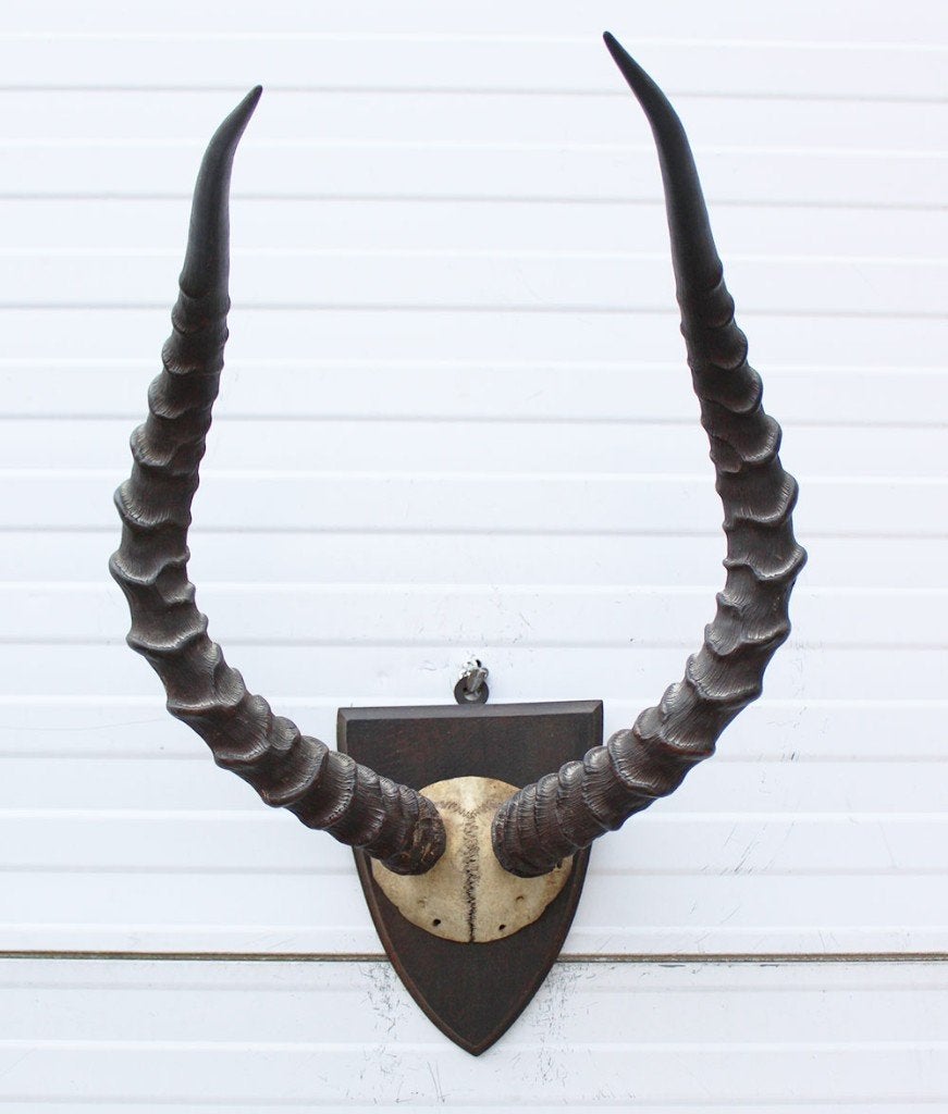 Antieke schedel IMPALA ANTILOPE - rond 1900 - ref. i, Ophalen of Verzenden, Gebruikt, Wild dier, Schedel