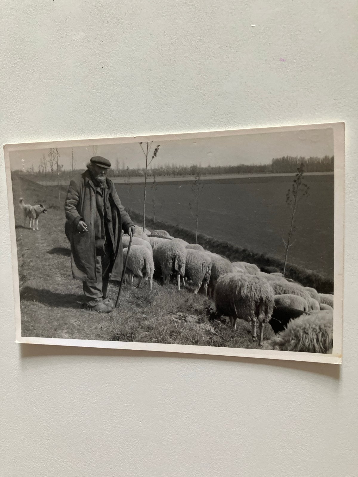 Foto herder met schapen en hond, ca. 1950, Ophalen of Verzenden, 1940 tot 1960