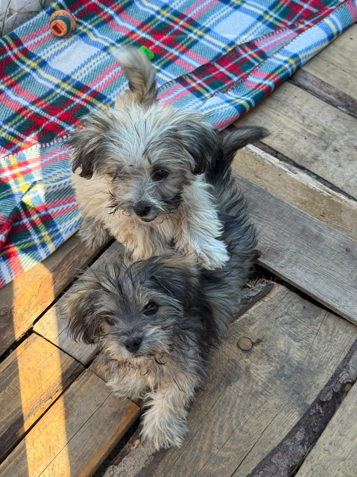 klein middelmaat pups zoeken een familie, Dieren en Toebehoren, Honden | Niet-rashonden, Particulier, 15 weken tot 1 jaar, Buitenland