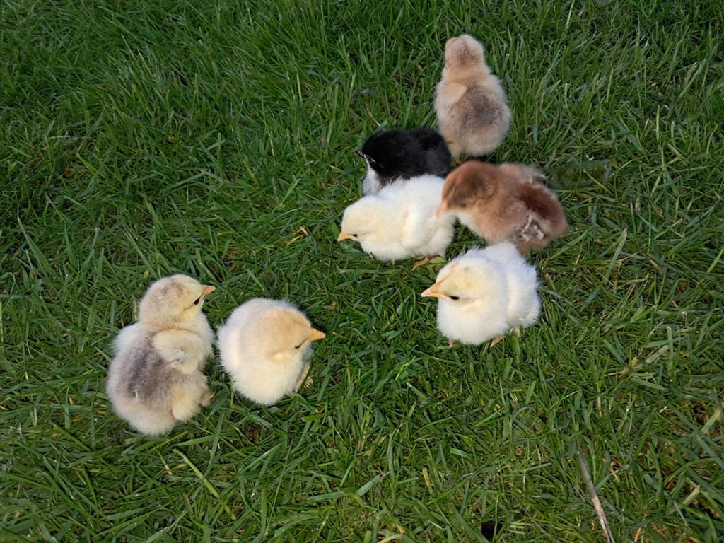 Cochin kriel hen kuikens, Vrouwelijk, Kip
