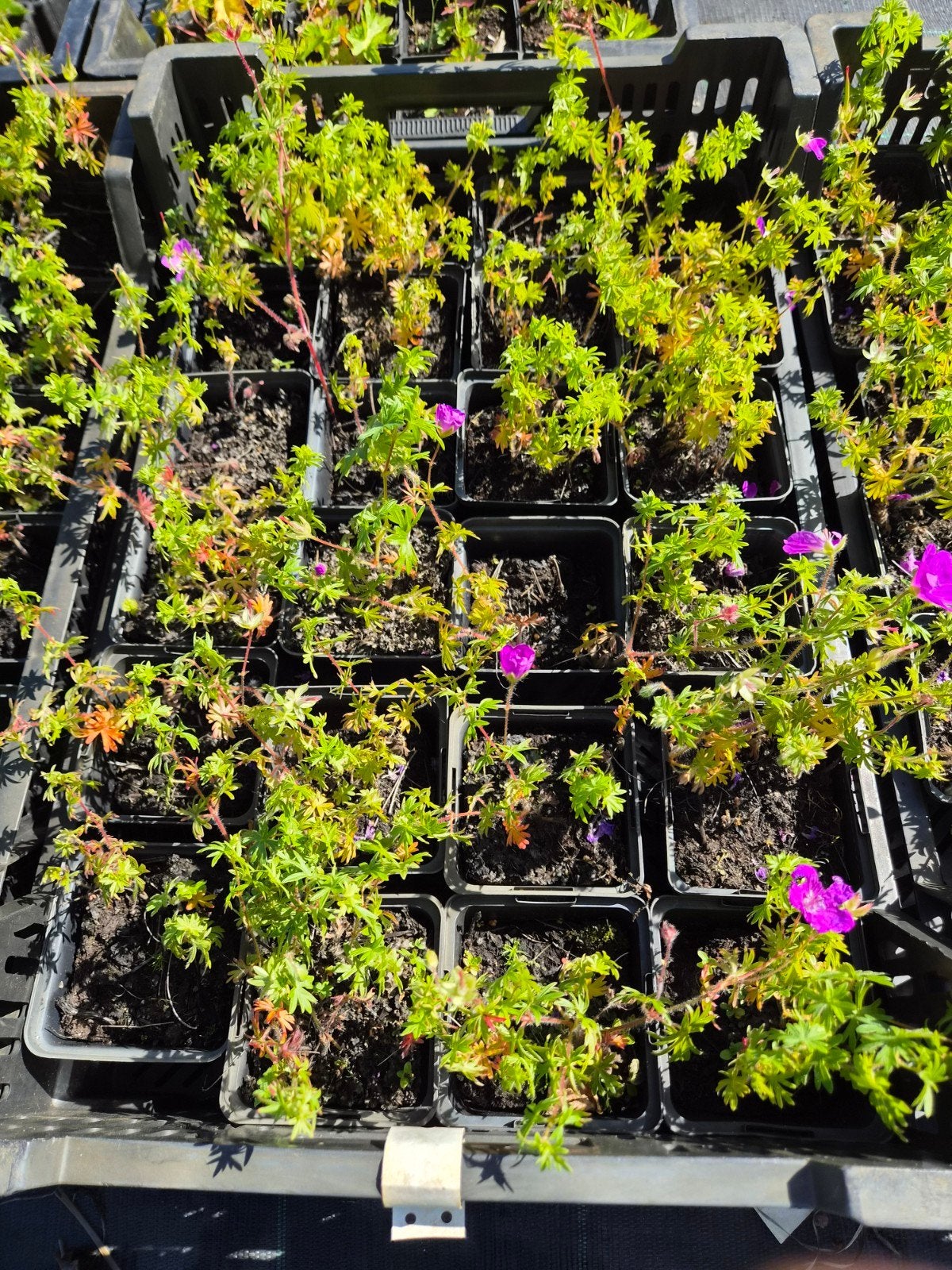 Geranium Sanguineum - Bloedooievaarsbek (P9), Ophalen of Verzenden