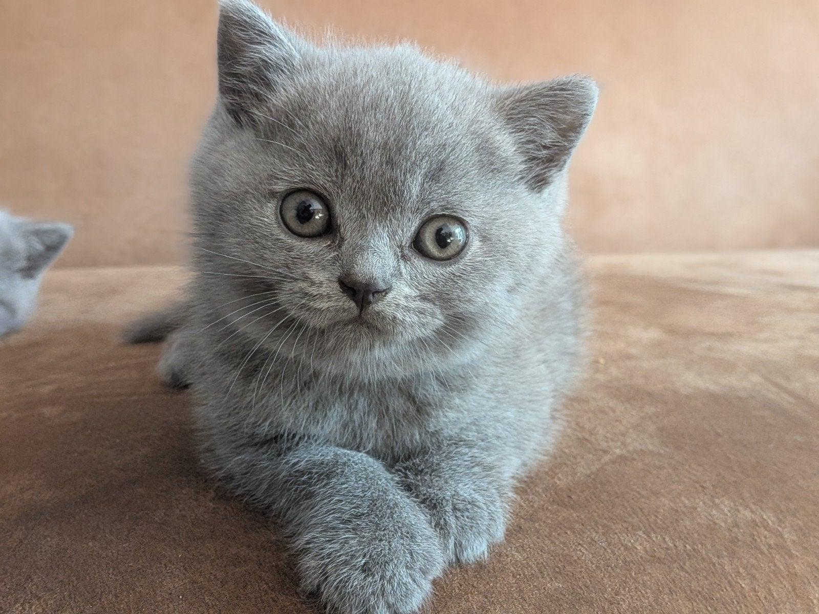 Britse korthaar kittens met stamboom uit wereldkampioen lijn