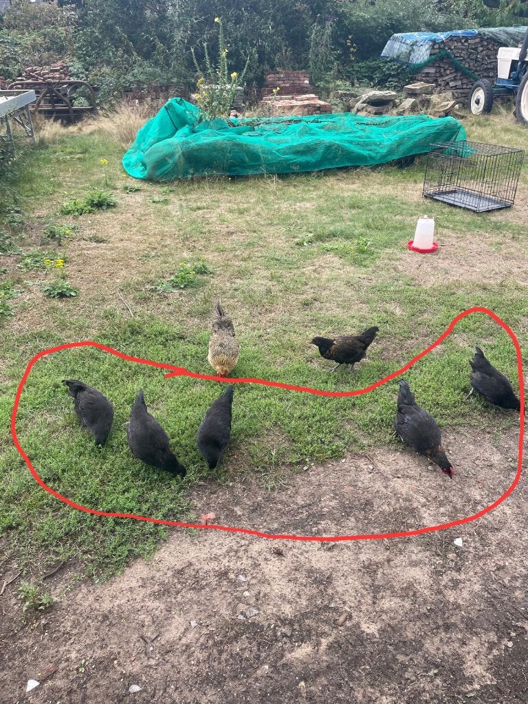 4 mooie kippen en 1 haan, Meerdere dieren, Kip