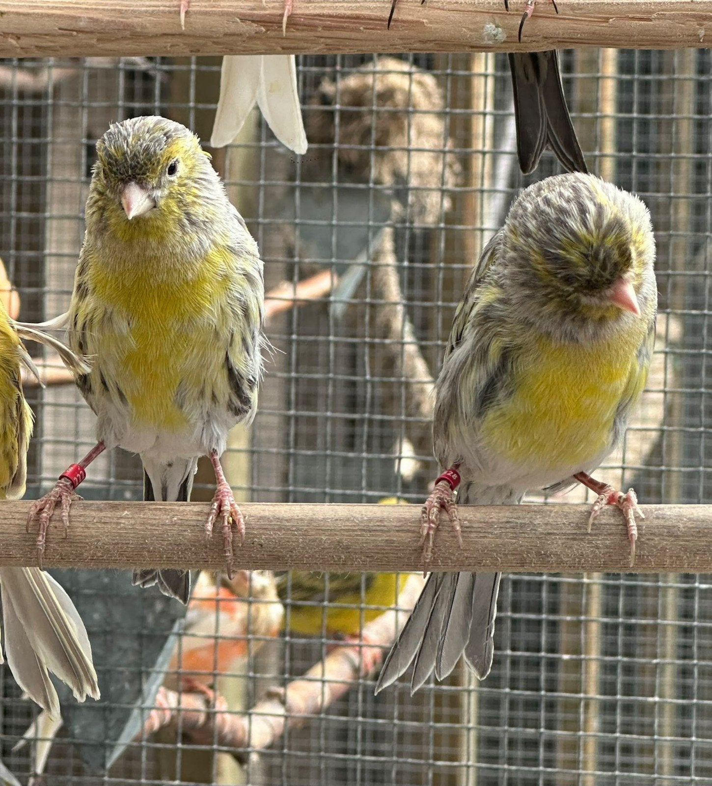 Geel agaat mozaïek kanaries, Meerdere dieren, Kleurkanarie