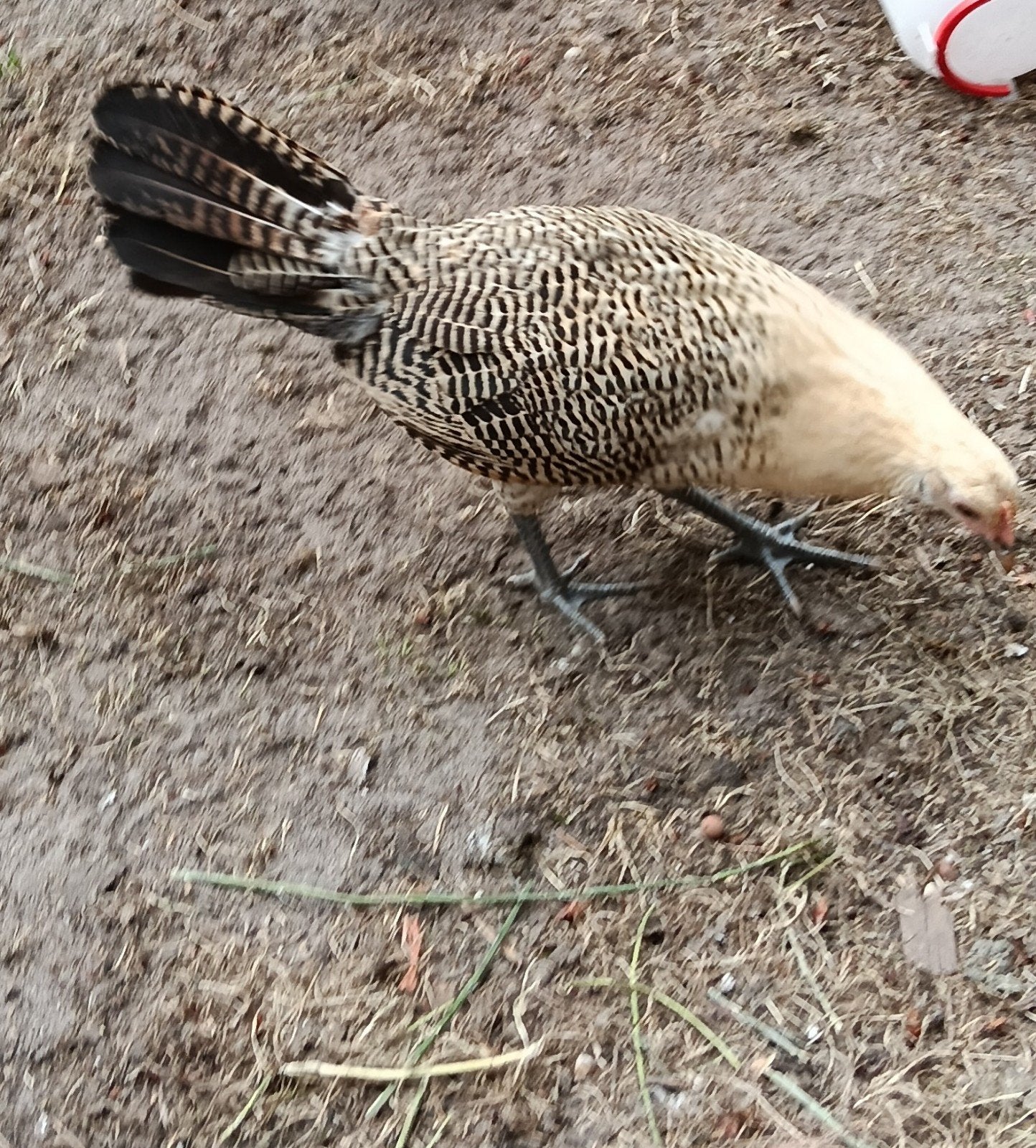 Friese hennen, Dieren en Toebehoren, Pluimvee, Vrouwelijk, Kip