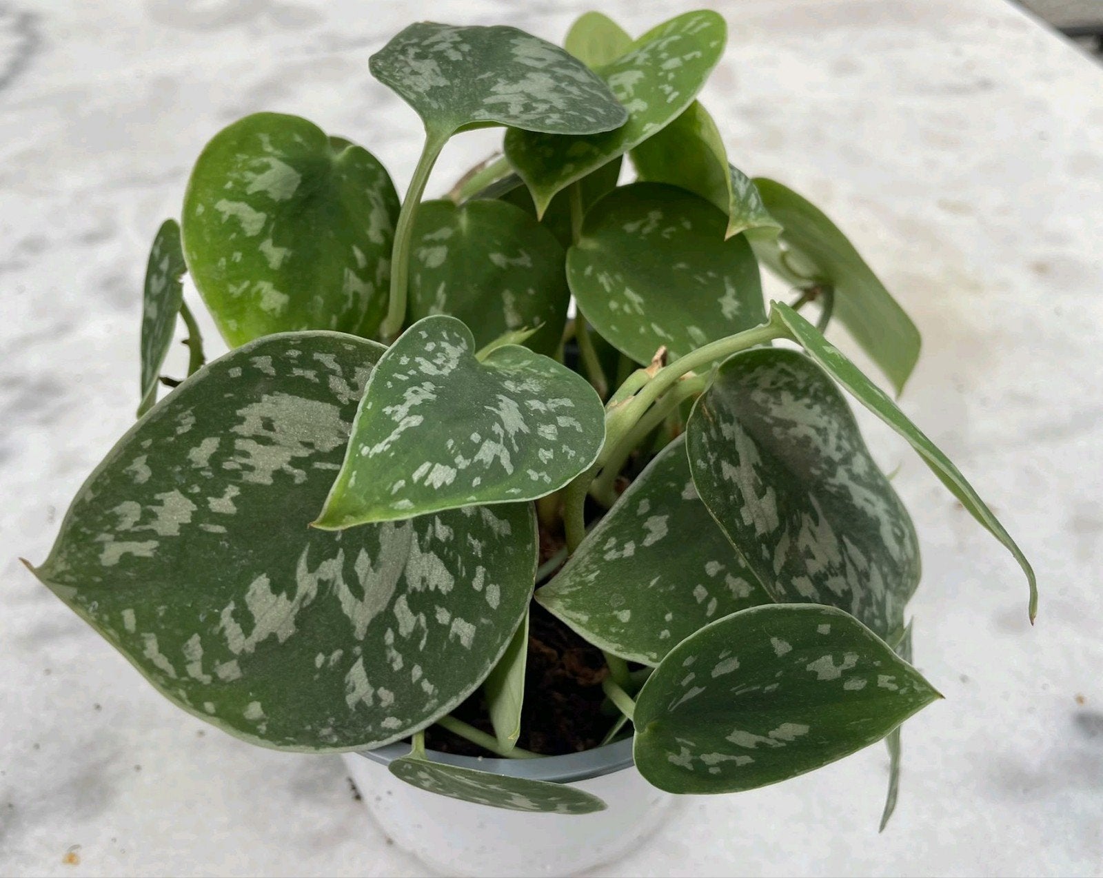 Scindapsus Pictus, Ophalen, Halfschaduw, Minder dan 100 cm