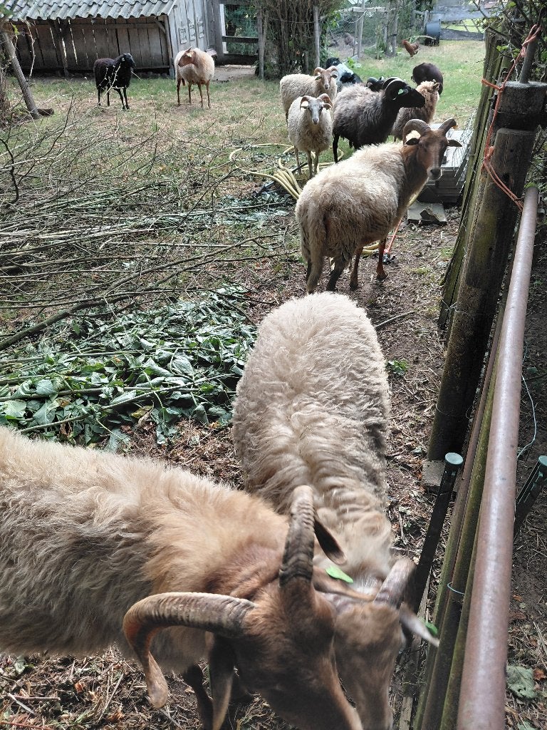 Drentsche Heideschapen, Meerdere dieren, Schaap