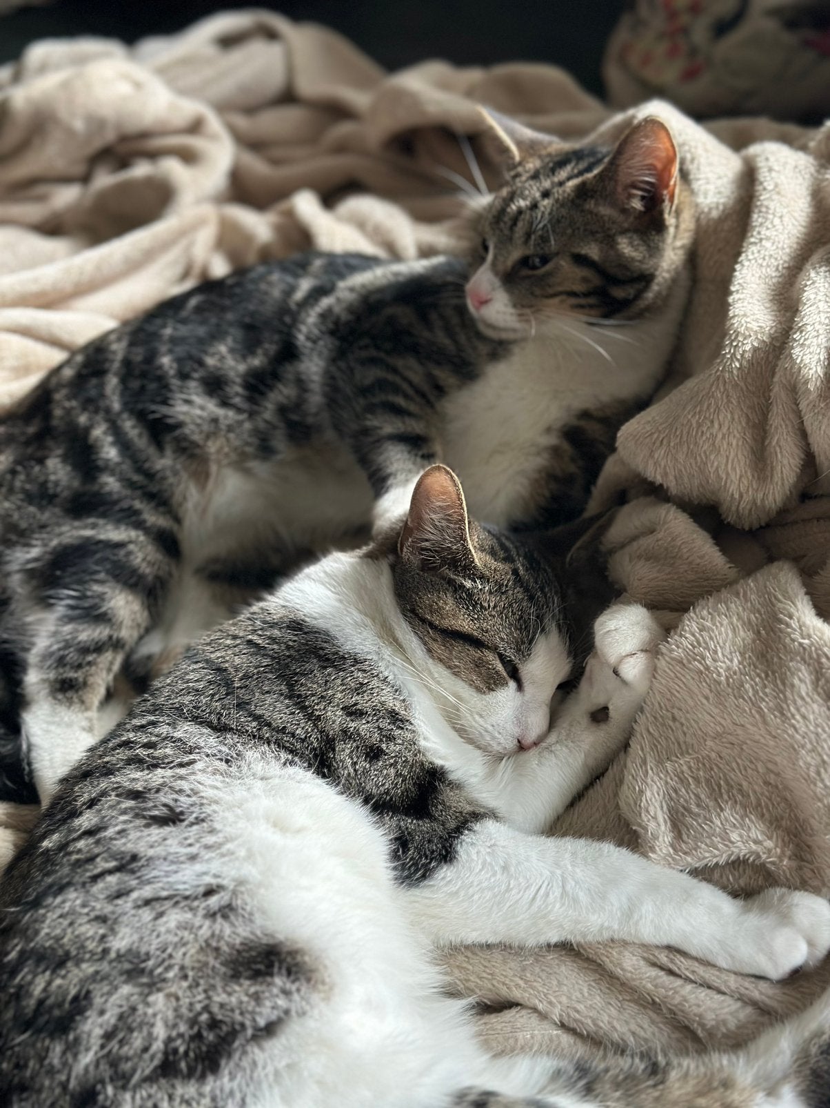 Liefdevol nieuw thuis gezocht voor onze 2 katten, Dieren en Toebehoren, Katten en Kittens | Overige Katten, Kater, Kortharig, 0 tot 2 jaar