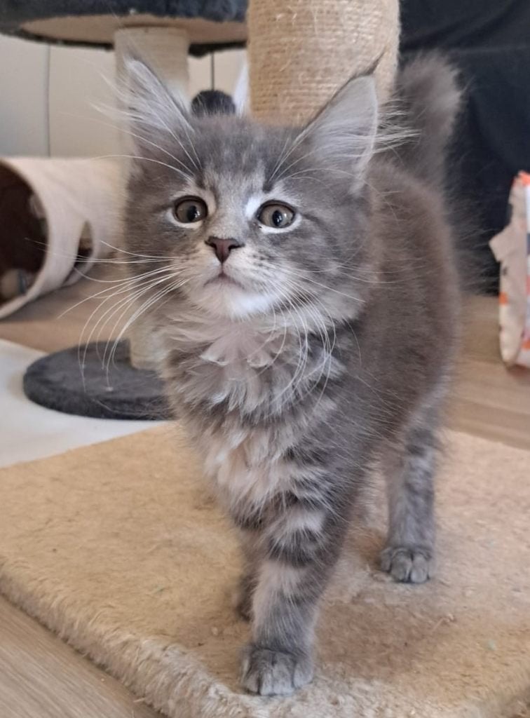 Prachtig Chique Maine Coon kitten - Mag nu verhuizen, Dieren en Toebehoren, Poes, Gechipt, 0 tot 2 jaar
